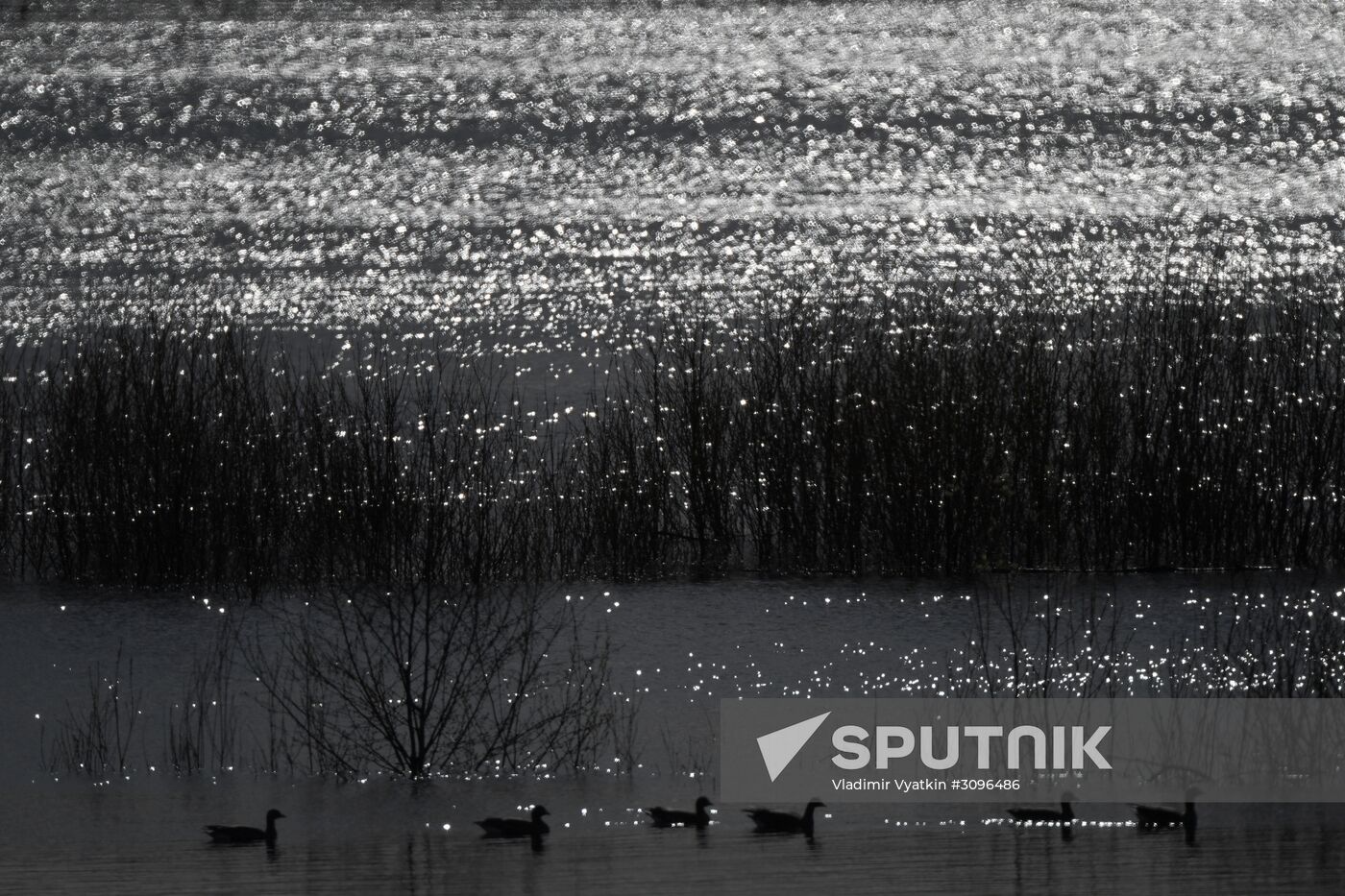 Goose reserve in the Kostroma Region