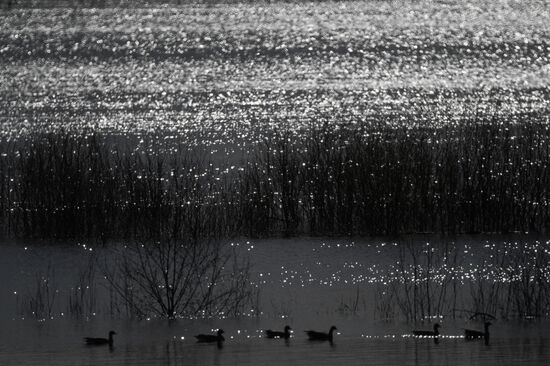Goose reserve in the Kostroma Region