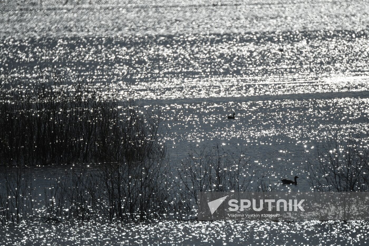 Goose reserve in the Kostroma Region