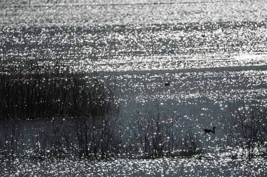 Goose reserve in the Kostroma Region