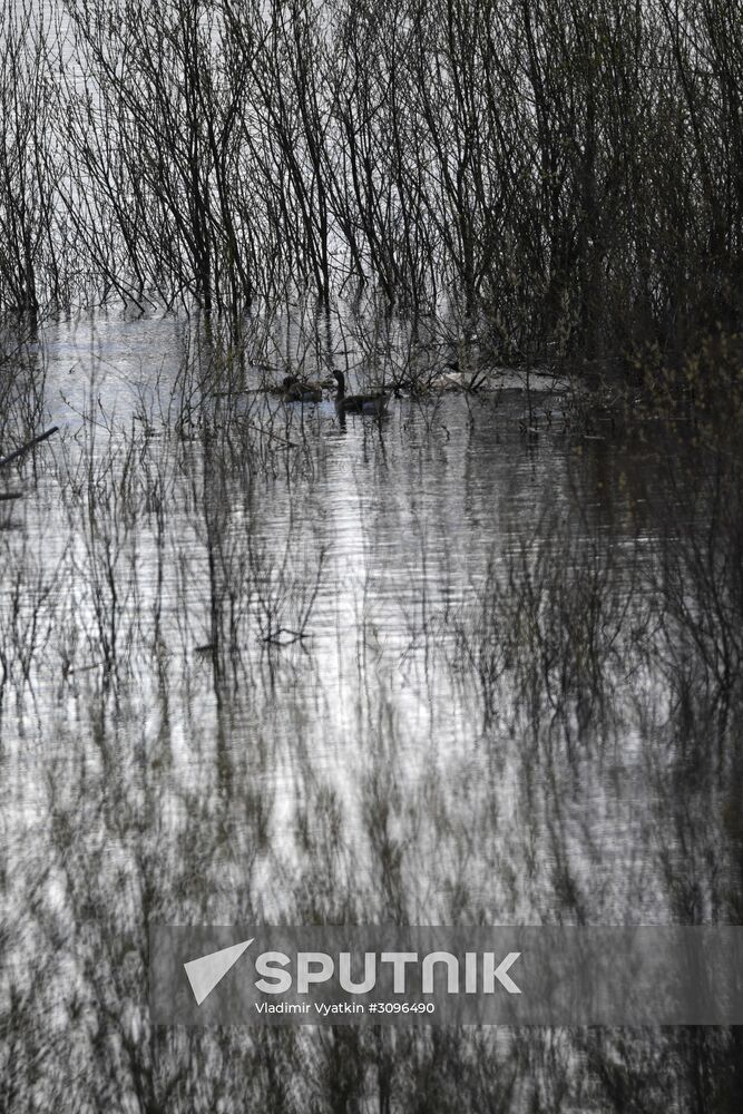 Goose reserve in the Kostroma Region