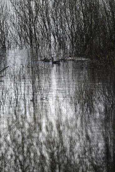 Goose reserve in the Kostroma Region
