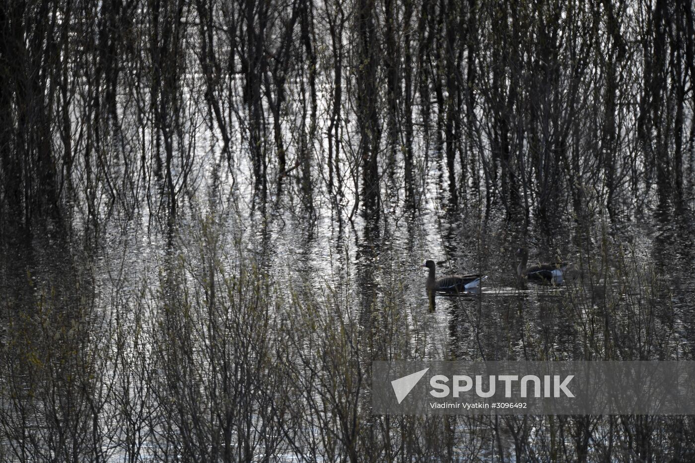 Goose reserve in the Kostroma Region