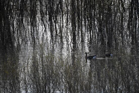 Goose reserve in the Kostroma Region