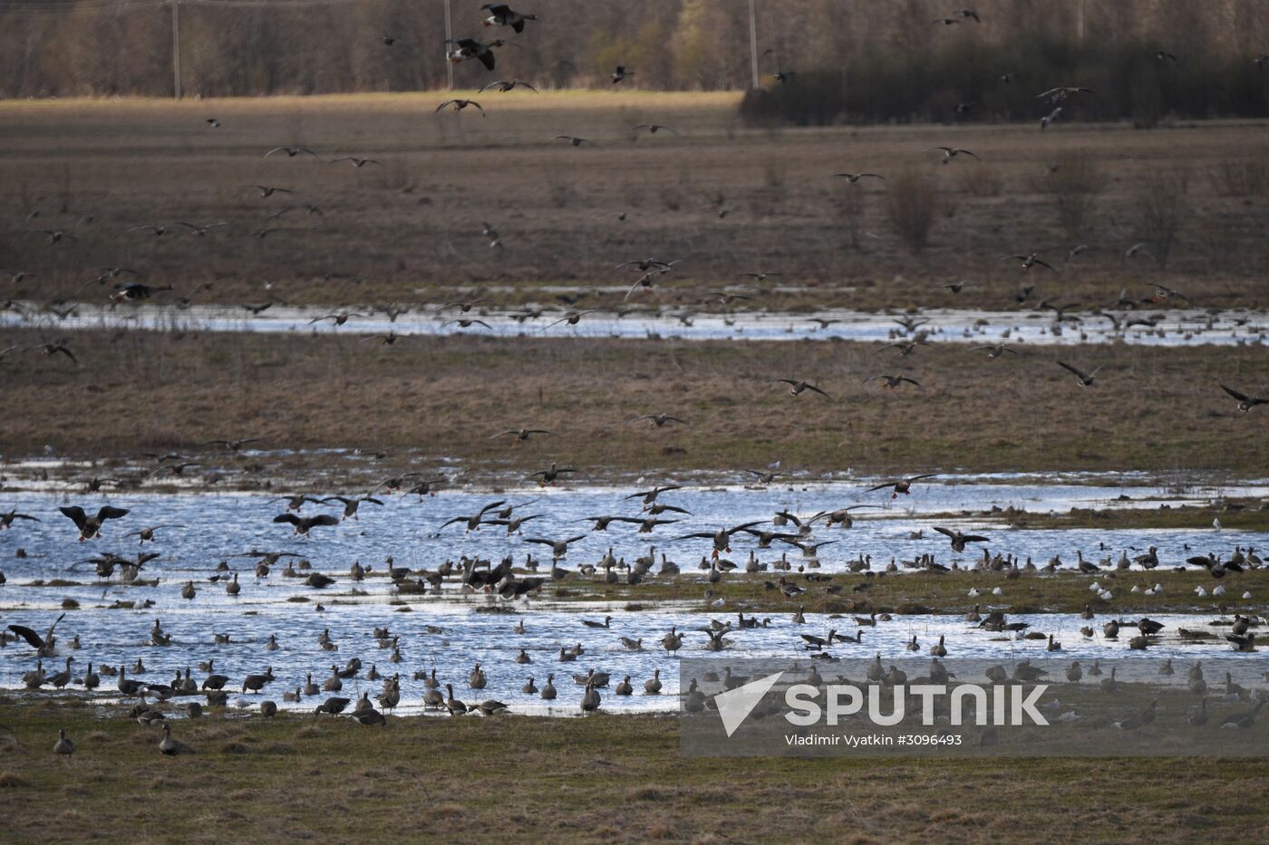 Goose reserve in the Kostroma Region