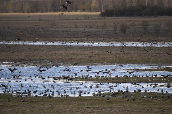 Goose reserve in the Kostroma Region