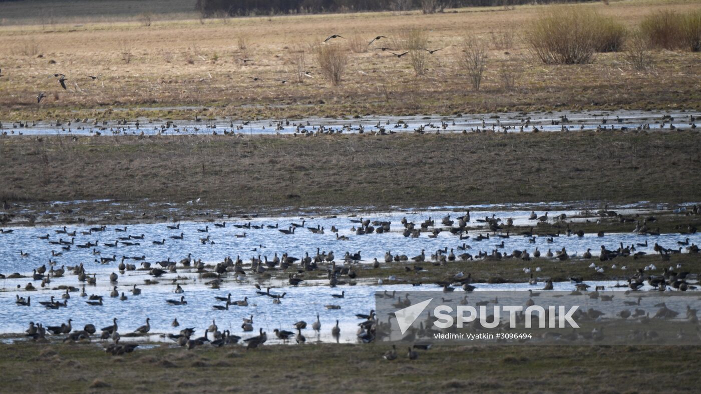 Goose reserve in the Kostroma Region