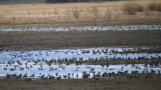 Goose reserve in the Kostroma Region