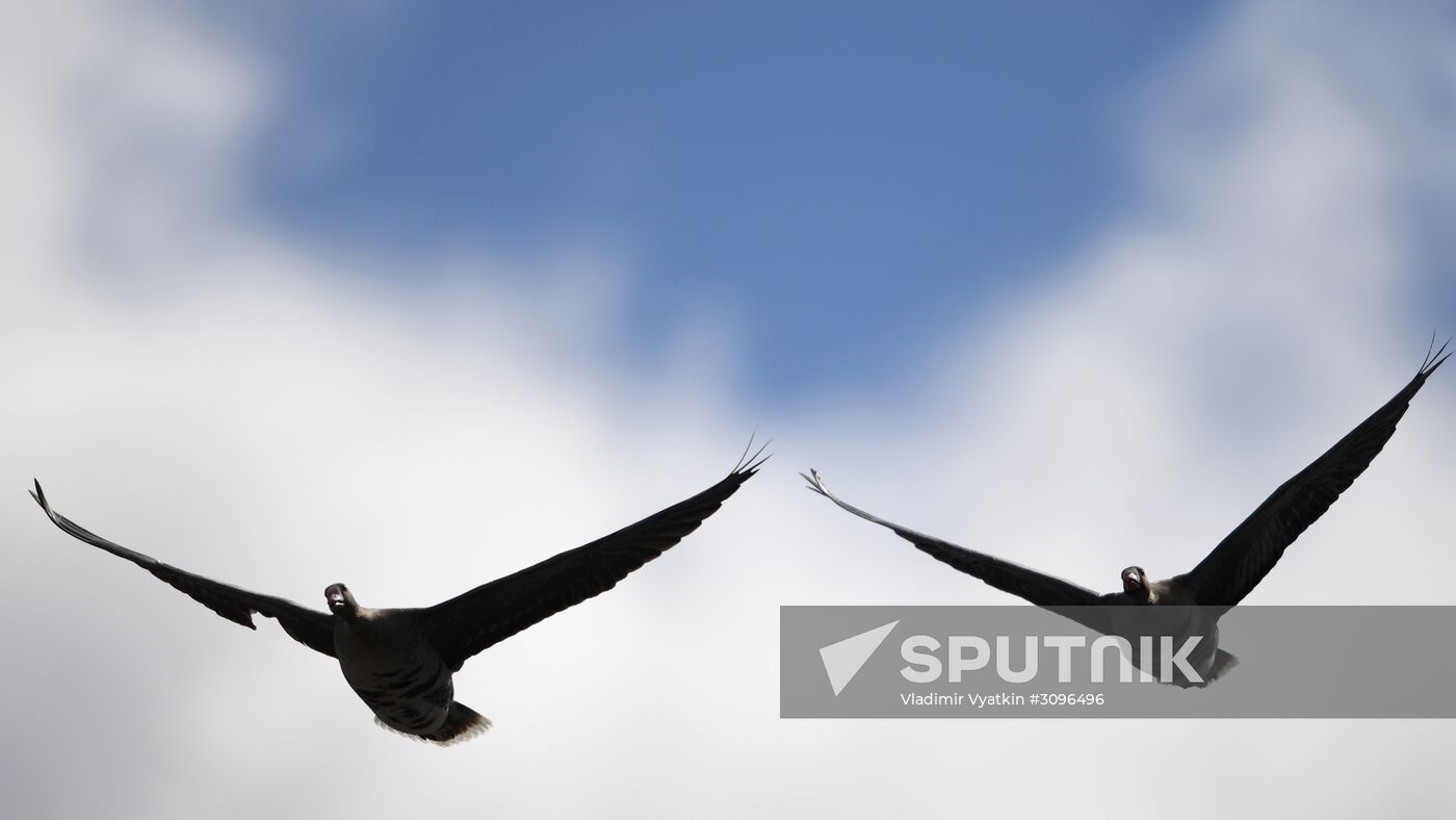 Goose reserve in the Kostroma Region
