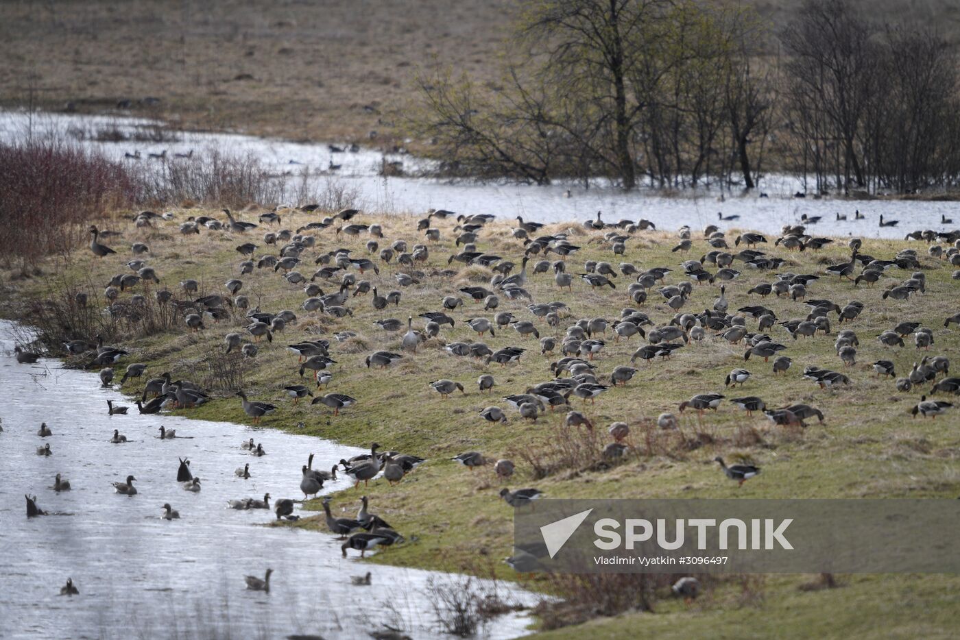 Goose reserve in the Kostroma Region