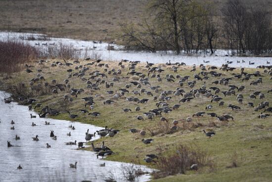Goose reserve in the Kostroma Region