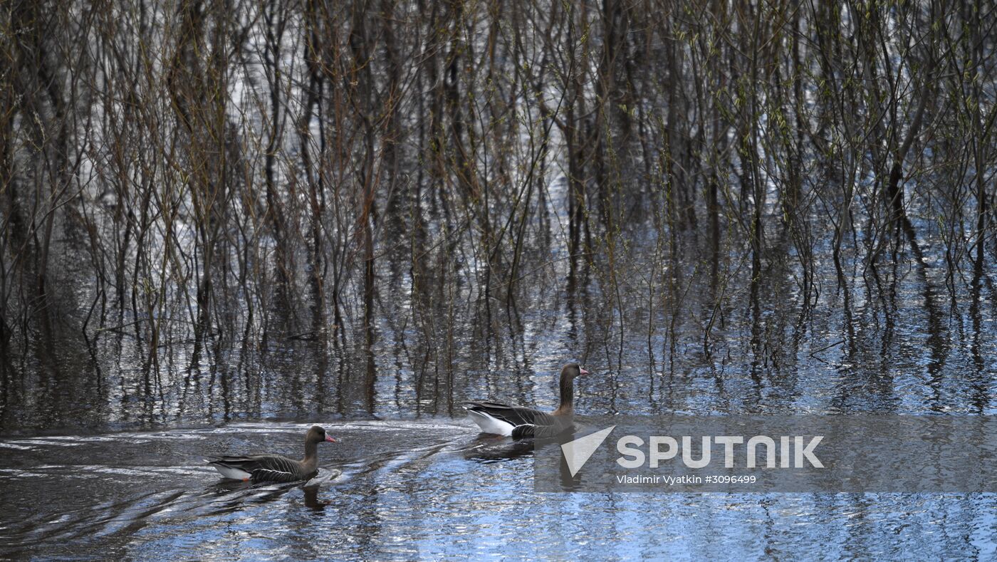 Goose reserve in the Kostroma Region