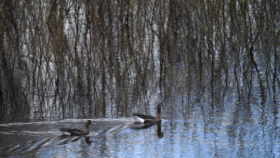 Goose reserve in the Kostroma Region