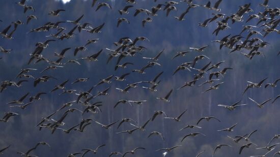 Goose reserve in the Kostroma Region