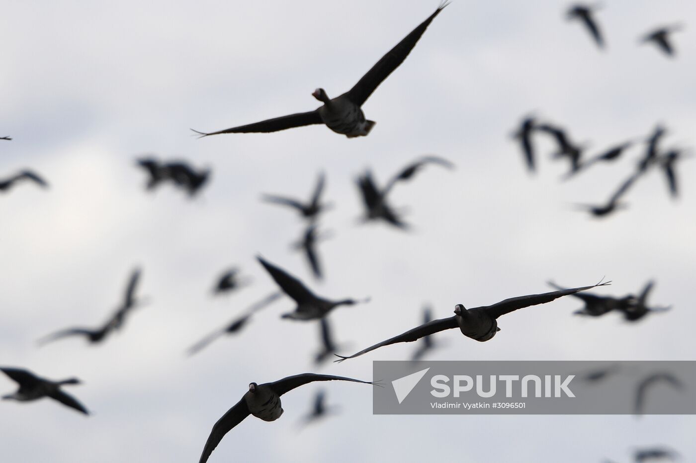 Goose reserve in the Kostroma Region