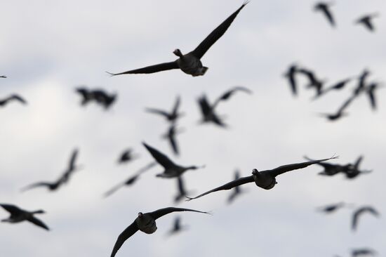 Goose reserve in the Kostroma Region