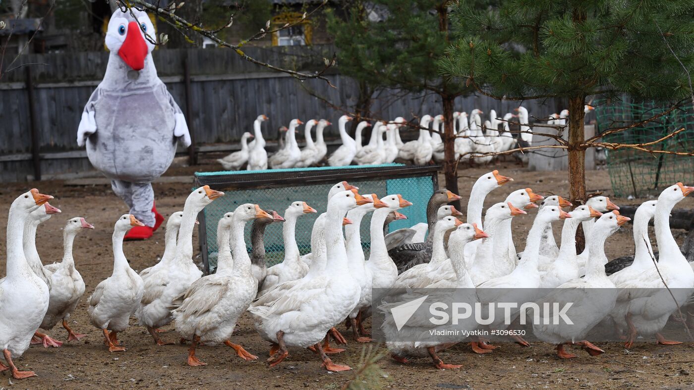 Goose farm in Kologriv