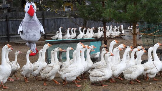 Goose farm in Kologriv