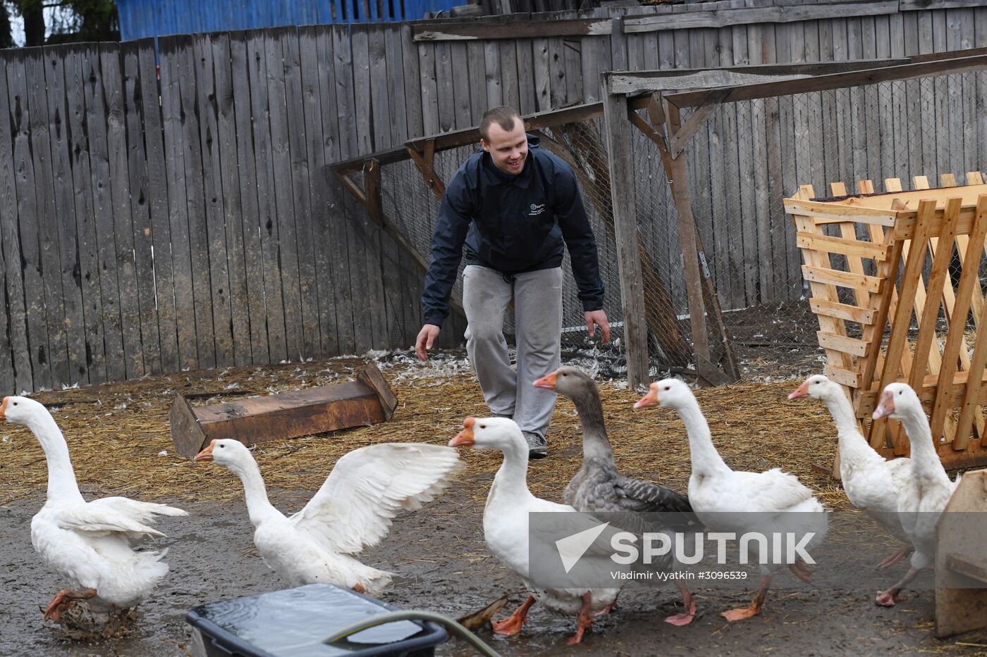 Goose farm in Kologriv