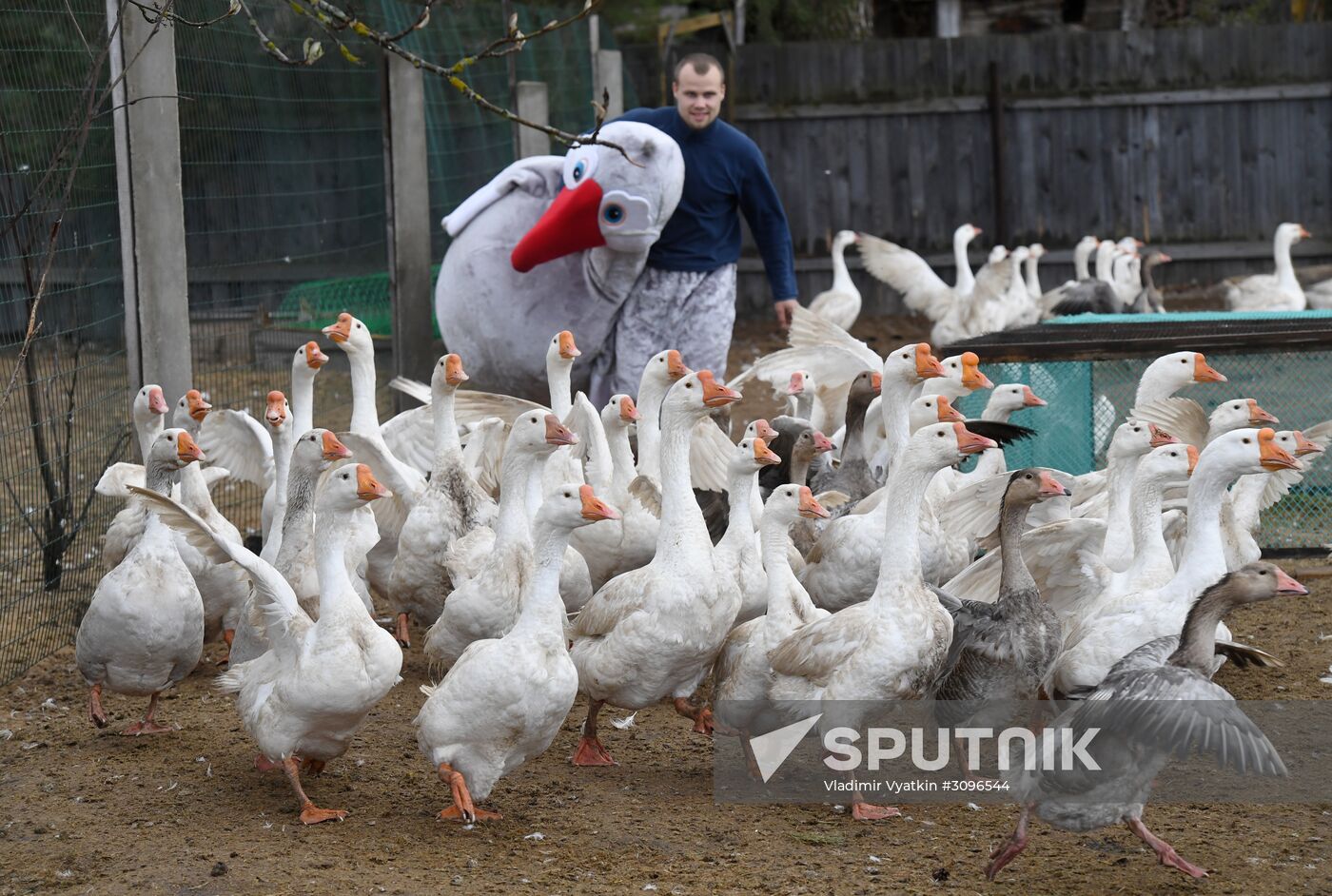 Goose farm in Kologriv
