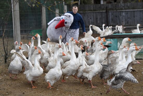 Goose farm in Kologriv