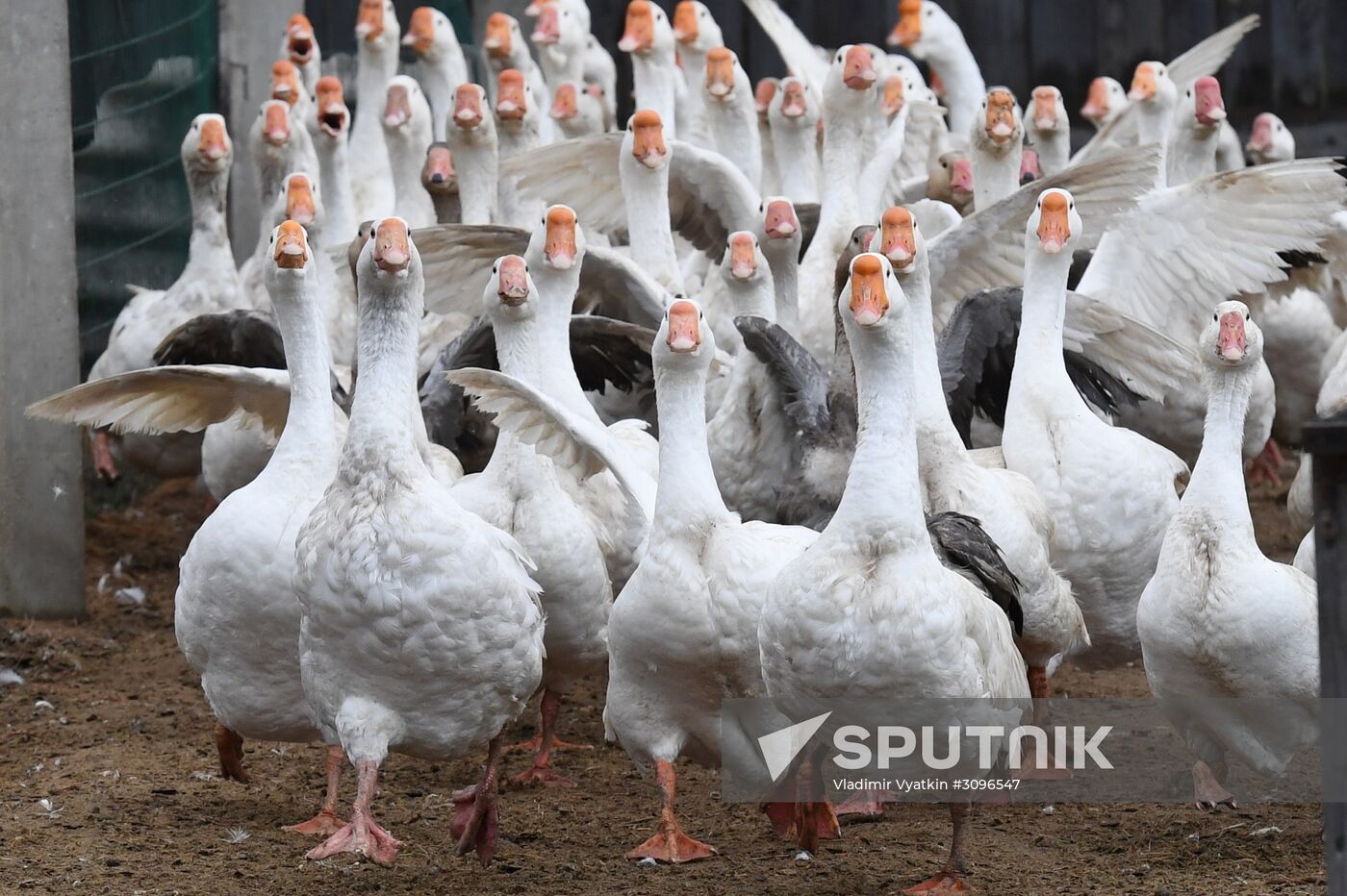 Goose farm in Kologriv