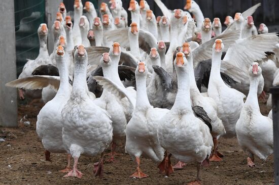 Goose farm in Kologriv