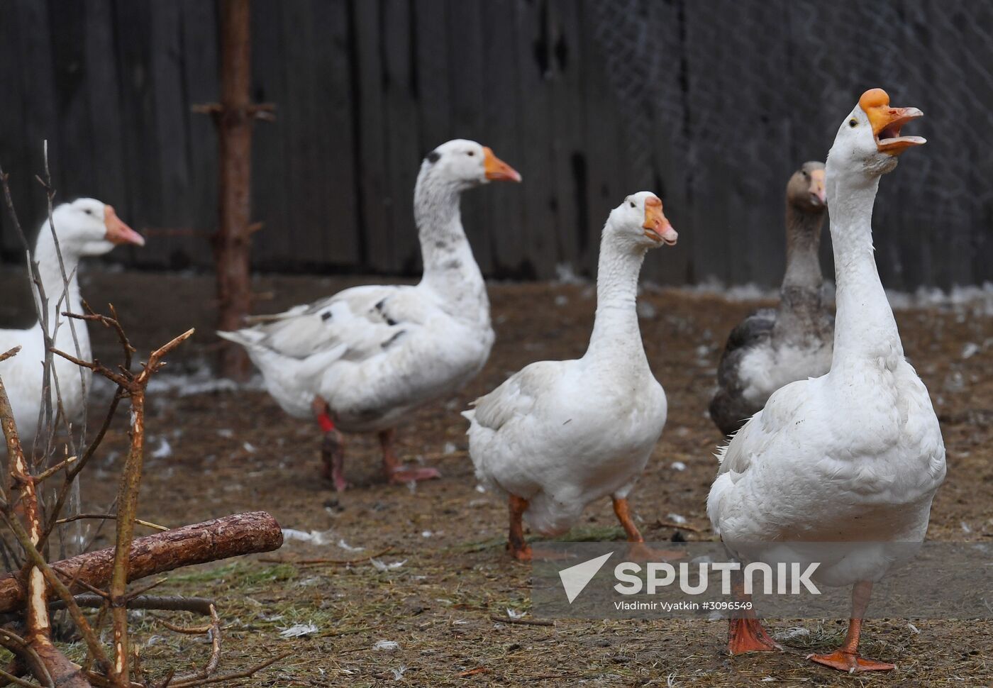 Goose farm in Kologriv