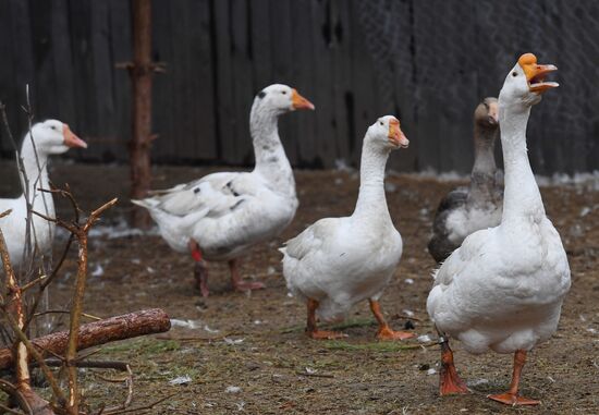 Goose farm in Kologriv