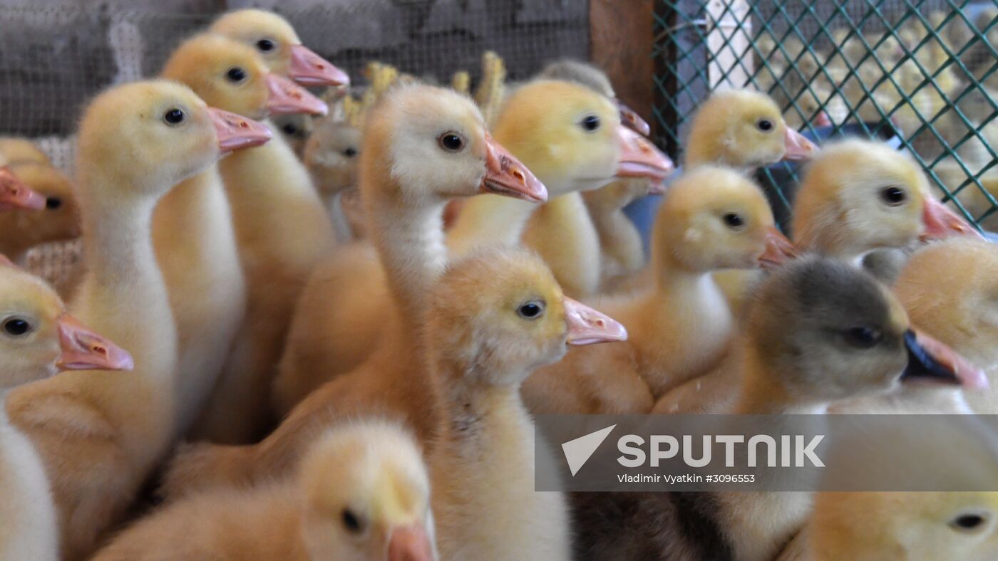 Goose farm in Kologriv