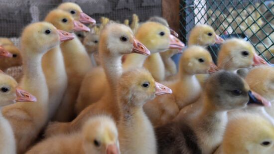 Goose farm in Kologriv