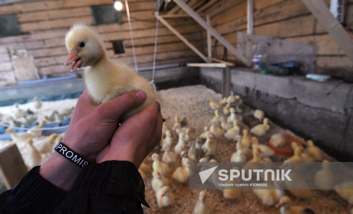 Goose farm in Kologriv