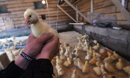 Goose farm in Kologriv