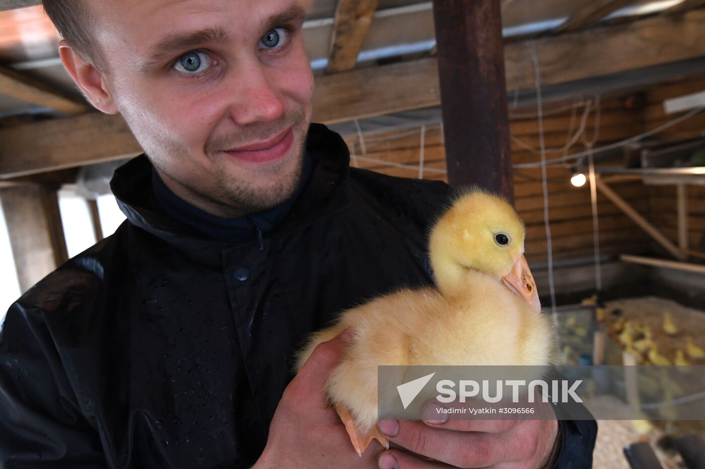 Goose farm in Kologriv