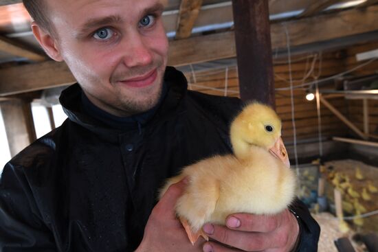 Goose farm in Kologriv