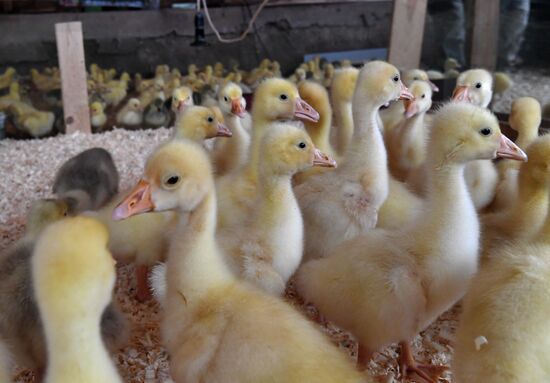Goose farm in Kologriv