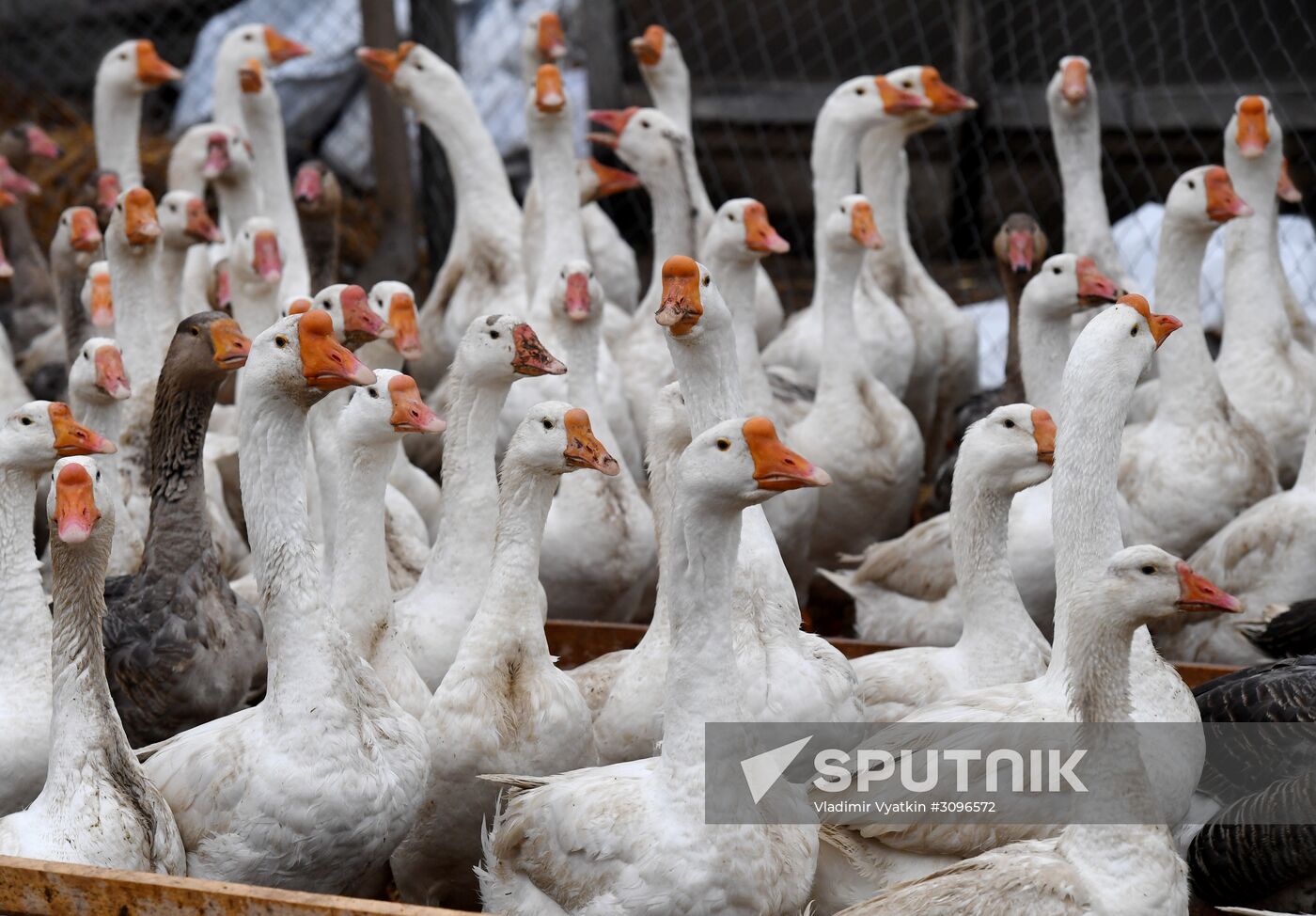 Goose farm in Kologriv