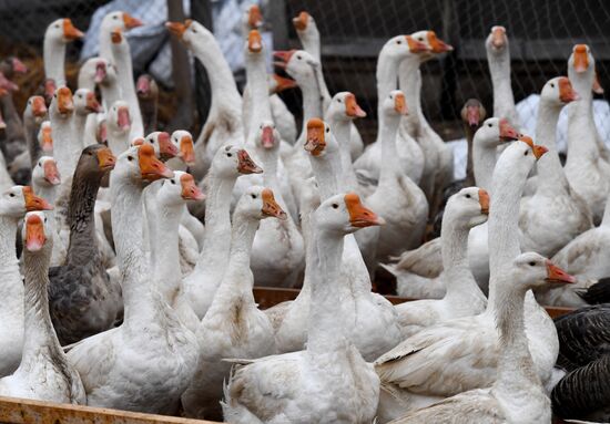 Goose farm in Kologriv