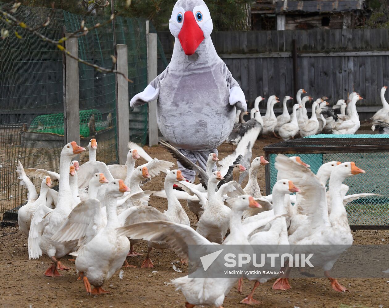 Goose farm in Kologriv