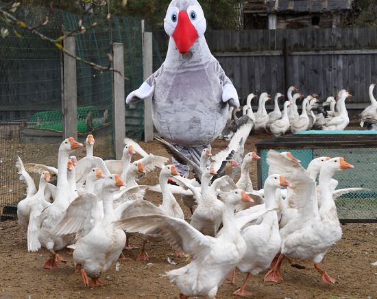 Goose farm in Kologriv
