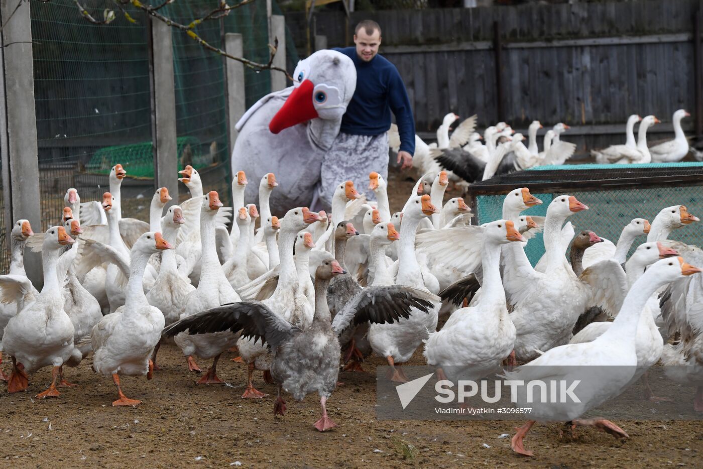Goose farm in Kolorgriv, Russia