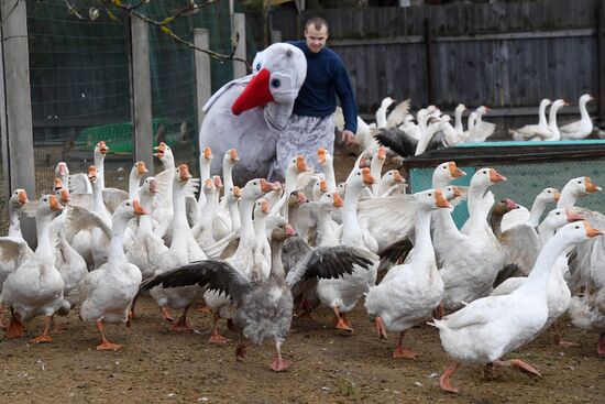 Goose farm in Kolorgriv, Russia