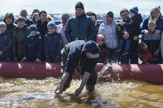 Smelt Festival 2017 in St. Petersburg