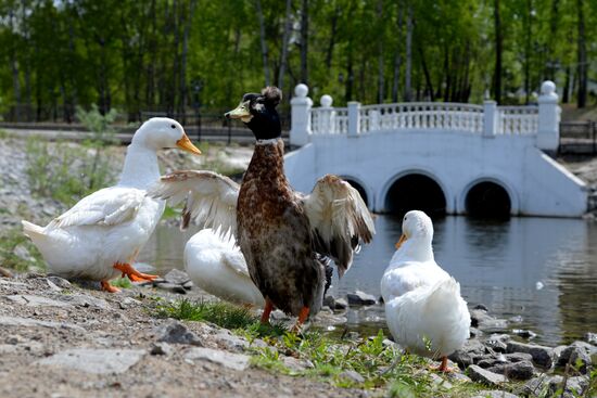 Russian cities. Khabarovsk