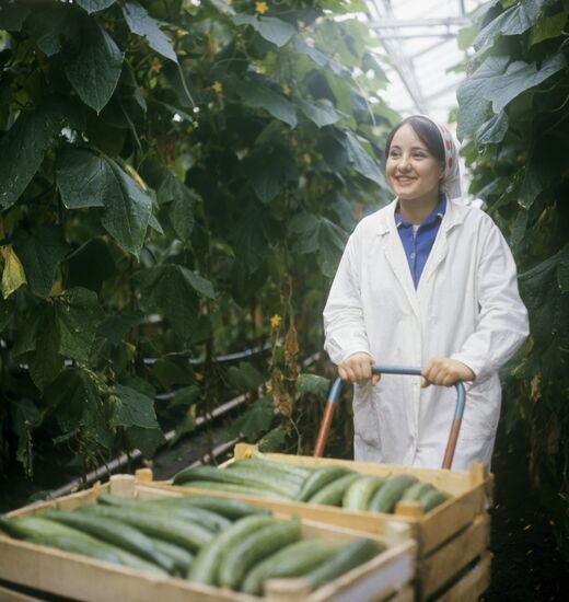 Moskovsky state farm