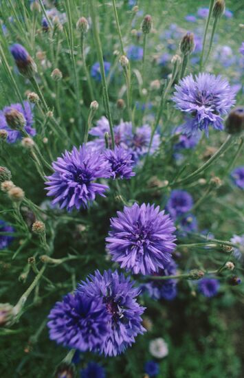 Knapweeds