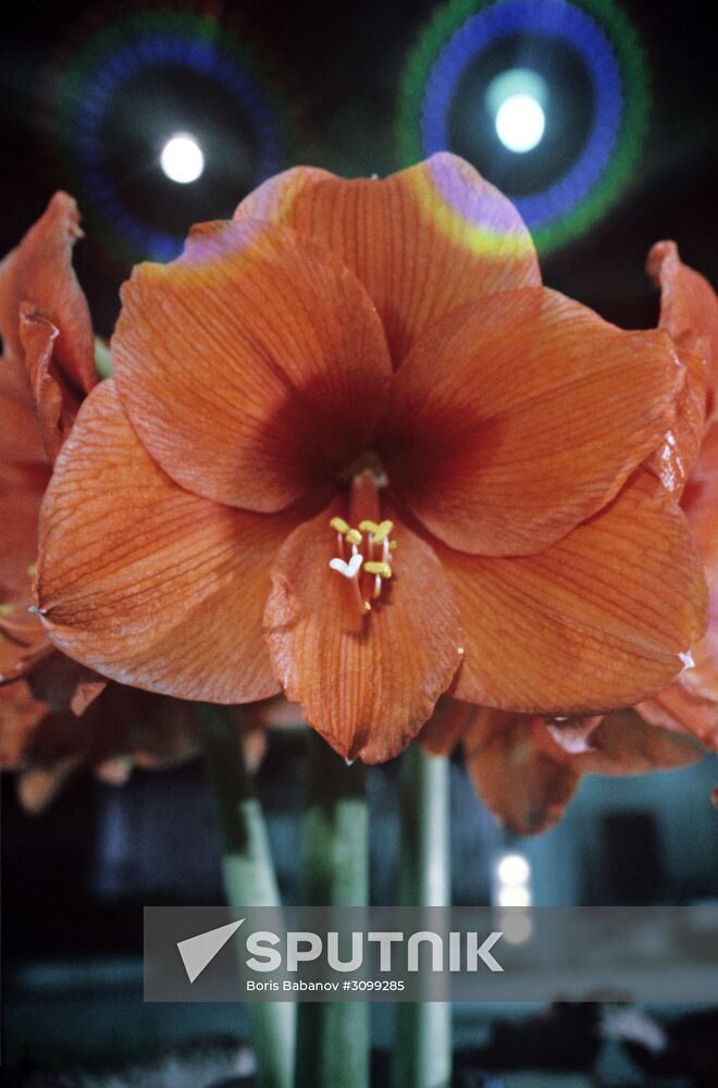 Hippeastrum
