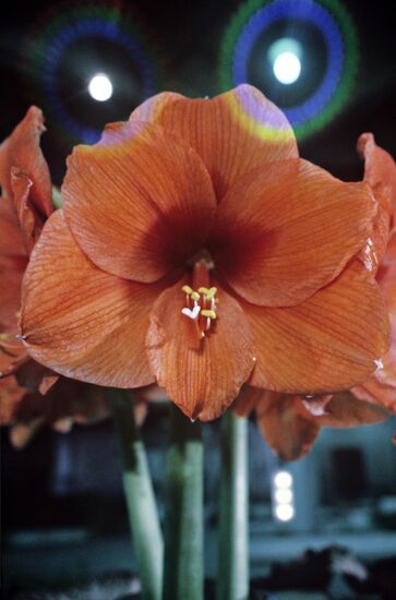 Hippeastrum