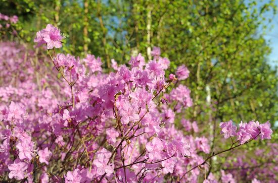 Wild rosemary in blossom in Trans-Baikal Territory