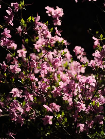 Wild rosemary in blossom in Trans-Baikal Territory